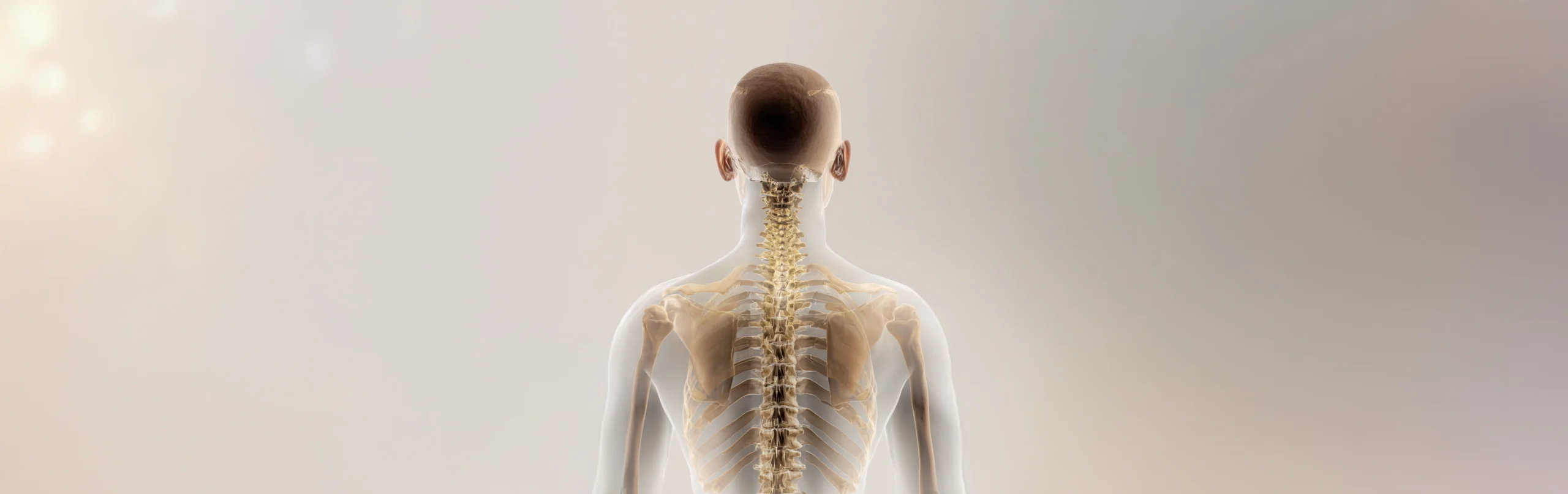 Darstellung der menschlichen Wirbelsäule