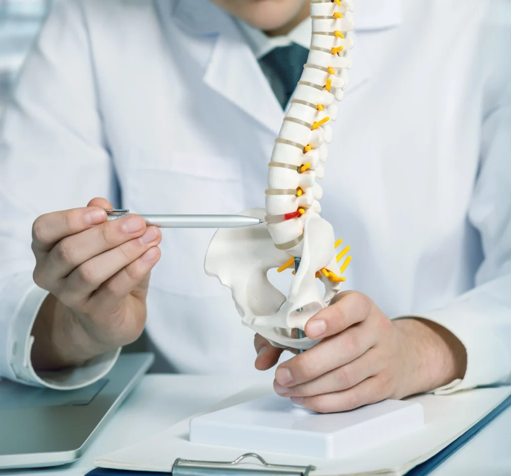 Untersuchung eines Wirbelsäulenmodells in der Praxis